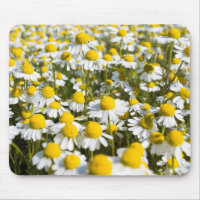 Chamomile Field, Ungarn