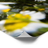 Chamomile Field, Ungarn Poster (Ecke)