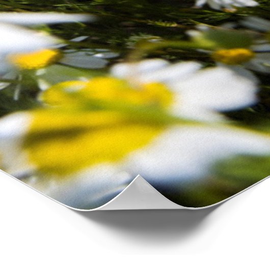 Chamomile Field, Ungarn Poster (Ecke)
