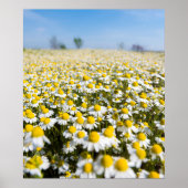 Chamomile Field, Ungarn Poster (Vorne)