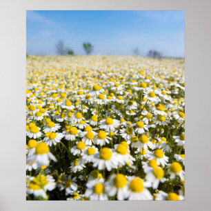 Chamomile Field, Ungarn Poster