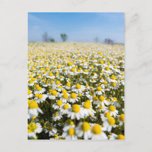 Chamomile Field, Ungarn Postkarte