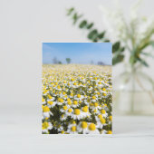 Chamomile Field, Ungarn Postkarte (Stehend Vorderseite)