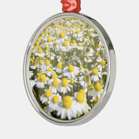 Chamomile Field, Ungarn Silbernes Ornament (Links)