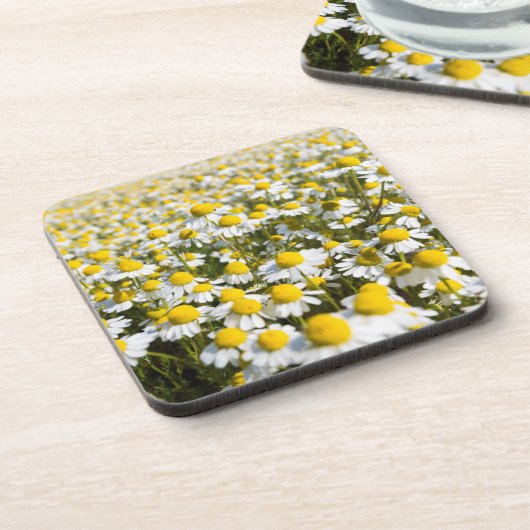 Chamomile Field, Ungarn Untersetzer (Linke Seite)
