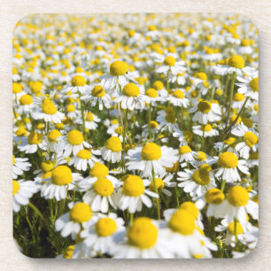 Chamomile Field, Ungarn Untersetzer