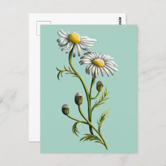 Chamomile Postcard Postkarte