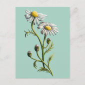 Chamomile Postcard Postkarte (Vorderseite)