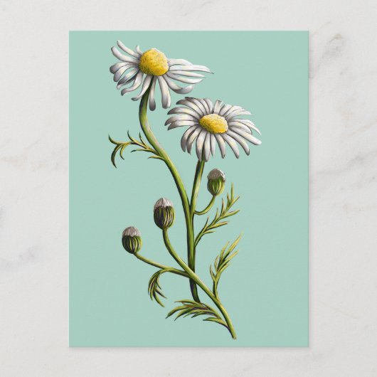 Chamomile Postcard Postkarte (Vorderseite)