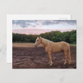 Champagne Horse Postkarte (Vorne/Hinten)