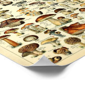 Champignons, pädagogisches Vintage Poster (Ecke)