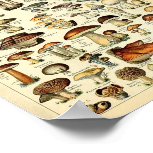 Champignons, pädagogisches Vintage Poster (Ecke)