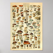 Champignons, pädagogisches Vintage Poster (Vorne)