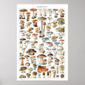 Champignons - Pilzsammlung Poster (Vorne)