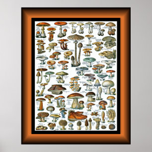 Champignons pour tous ~ Pilze für alle ~ Poste Poster