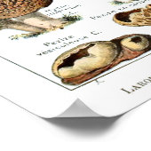Champignons - Sammlung von Pilzen Poster (Ecke)