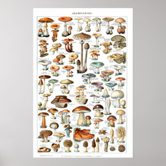 Champignons - Sammlung von Pilzen Poster