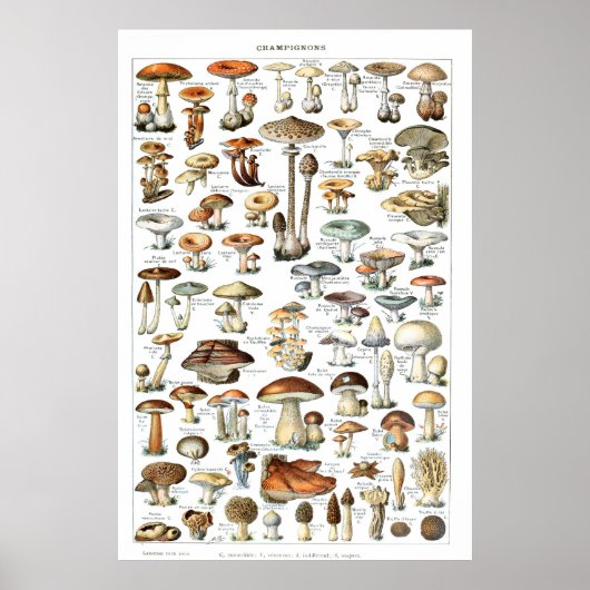 Champignons - Sammlung von Pilzen Poster (Vorne)