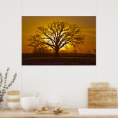 Champion Bur Oak Sunset Poster (Küche)