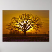 Champion Bur Oak Sunset Poster (Vorne)