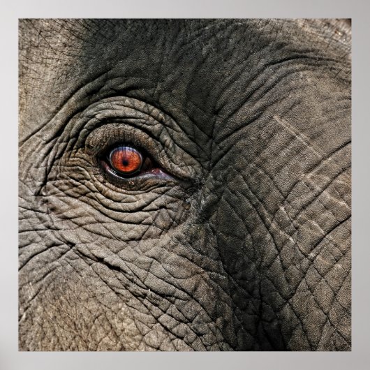 CHANG MAI ELEPHANT EYE POSTER (Vorne)