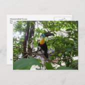 Channel-Billed Toucan, Trinidad Postcard Postkarte (Vorne/Hinten)