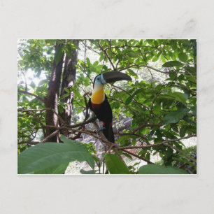 Channel-Billed Toucan, Trinidad Postcard Postkarte