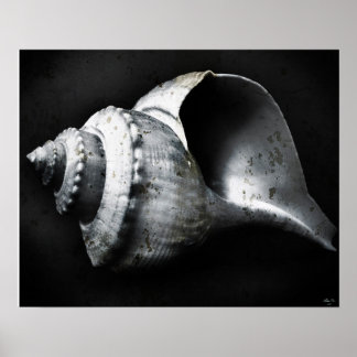 Channel Whelk Poster