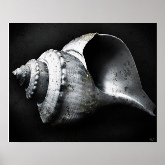 Channel Whelk Poster (Vorne)