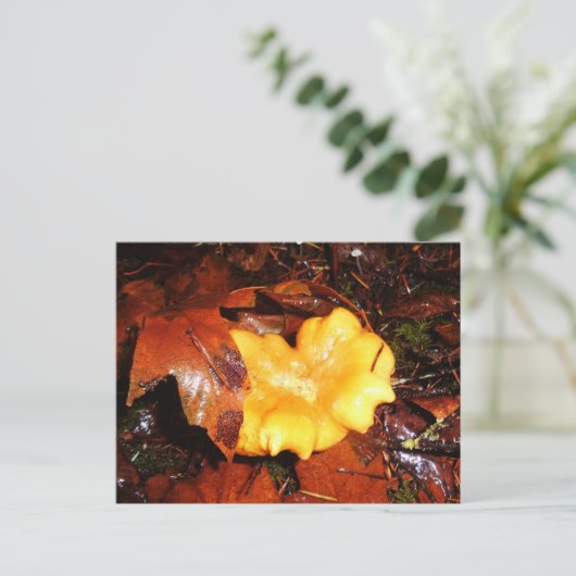 Chanterelle Mushroom im Regen Postkarte (Stehend Vorderseite)