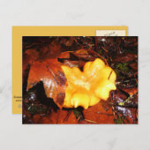 Chanterelle Mushroom im Regen Postkarte (Vorne/Hinten)