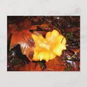 Chanterelle Mushroom im Regen Postkarte (Vorderseite)