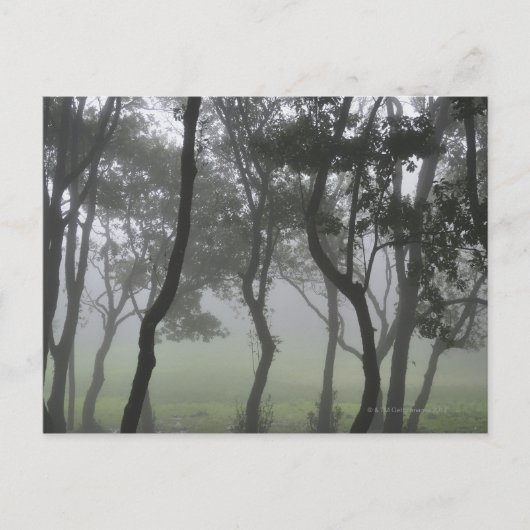 Chao dos Louros, Madeira, Portugal Postkarte (Vorderseite)