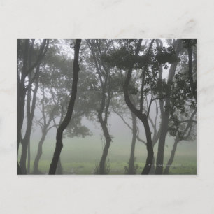 Chao dos Louros, Madeira, Portugal Postkarte