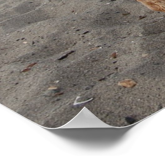 Chaos4 Poster (Ecke)