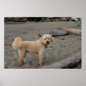 Chaos4 Poster (Vorne)