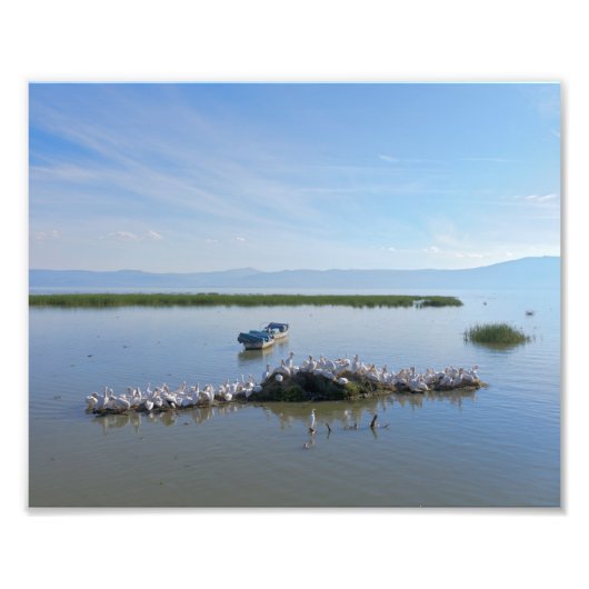 Chapala Pelicans Fotodruck (Vorne)