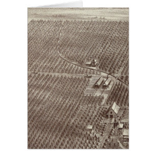 Chapin Fruit Ranch