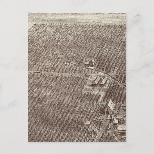 Chapin Fruit Ranch Postkarte (Vorderseite)