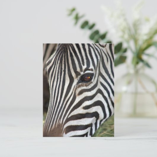 Chapman’s Zebra Postcard Postkarte (Stehend Vorderseite)