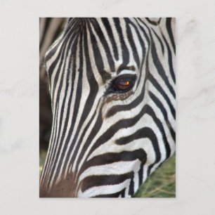 Chapman’s Zebra Postcard Postkarte