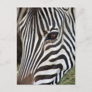 Chapman’s Zebra Postcard Postkarte