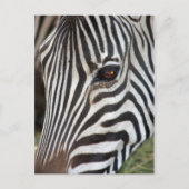 Chapman’s Zebra Postcard Postkarte (Vorderseite)