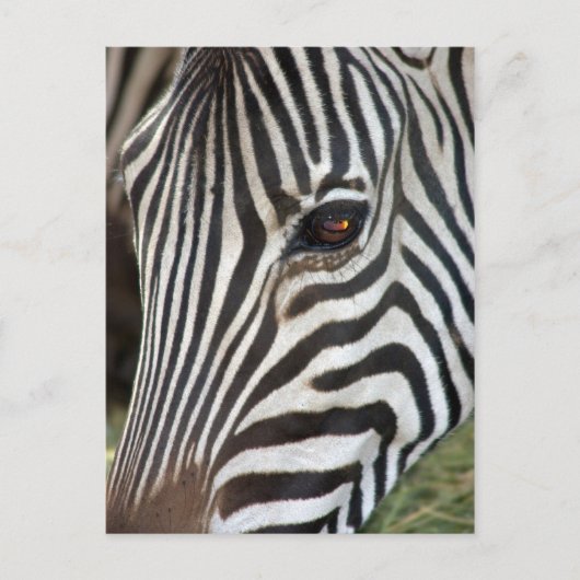 Chapman’s Zebra Postcard Postkarte (Vorderseite)