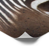 Chapman's Zebra Poster (Ecke)