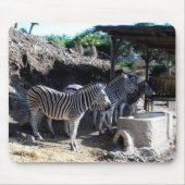 Chapman's Zebras Mousepad (Vorne)