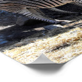Chapman's Zebras Poster (Ecke)
