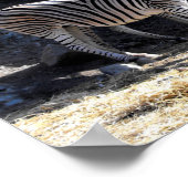 Chapman's Zebras Poster (Ecke)