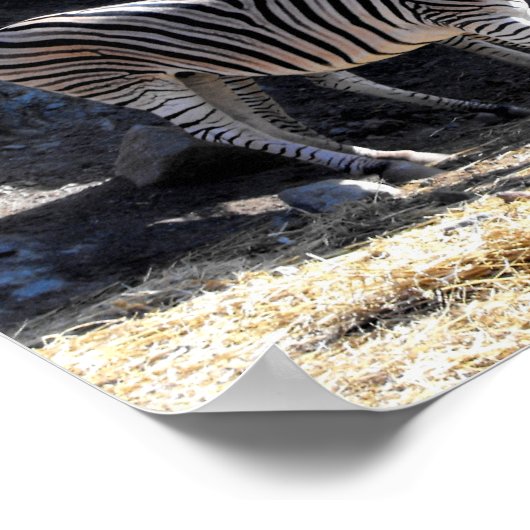 Chapman's Zebras Poster (Ecke)