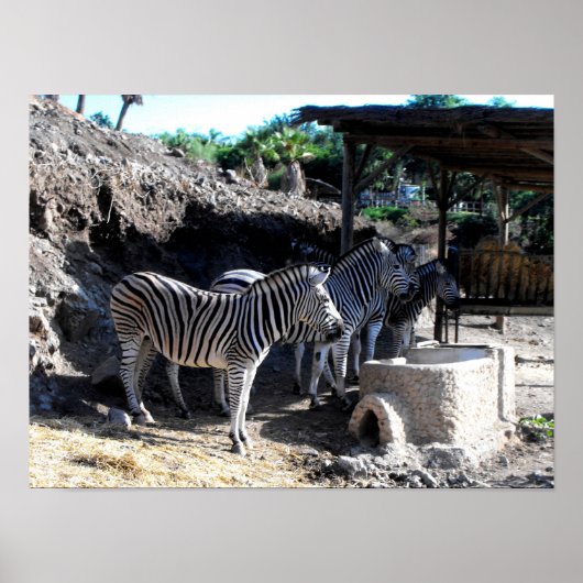 Chapman's Zebras Poster (Vorne)